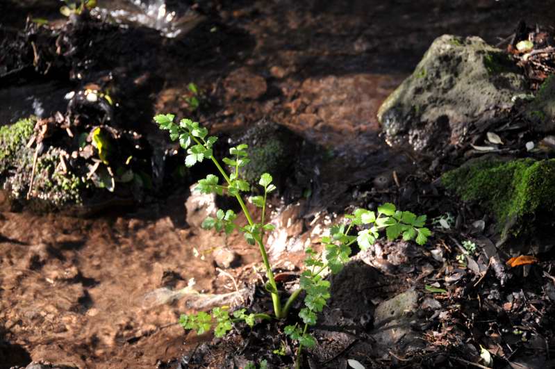 Oenanthe crocata